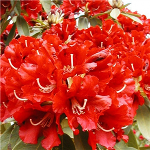 Rhododendron 'Vulcans Flame'